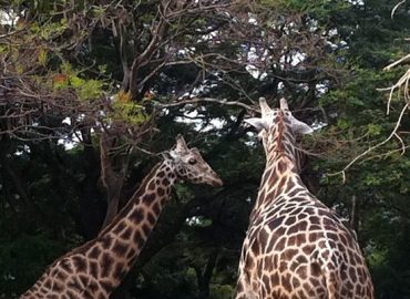 Sri Chamarajendra Zoological Gardens